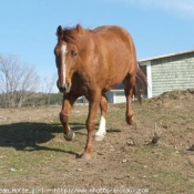 Photo de Quarter horse