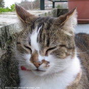 Photo de Chat domestique