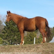 Photo de Quarter horse