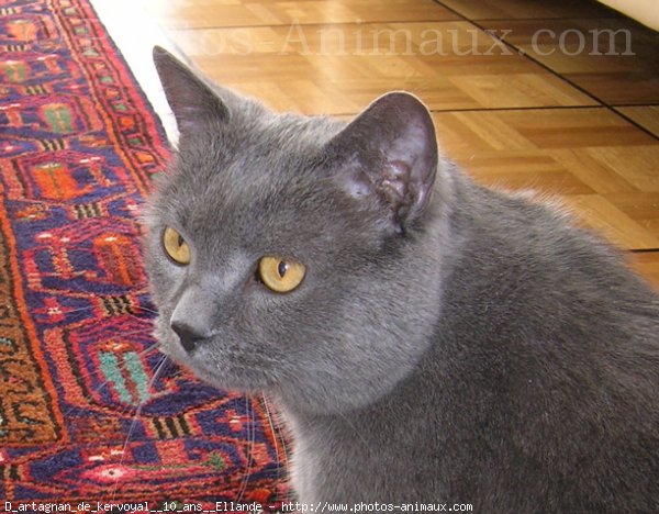 Photo de Chartreux