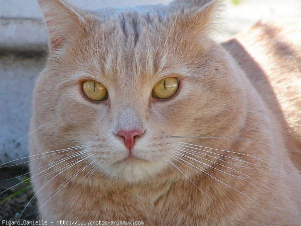 Photo de Chat domestique