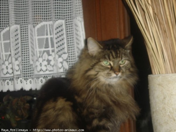 Photo de Maine coon