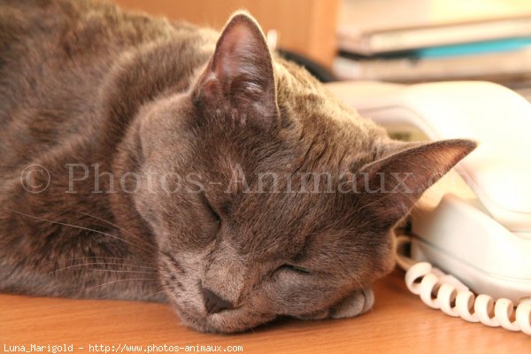 Photo de Chartreux