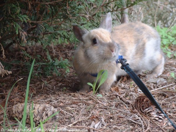 Photo de Lapin