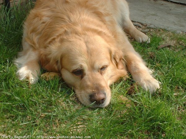 Photo de Golden retriever