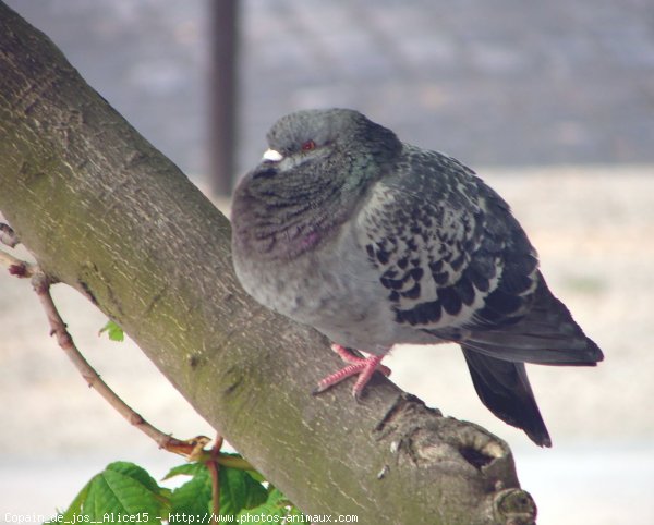 Photo de Pigeon