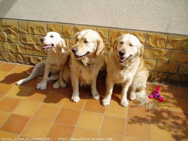 Photo de Golden retriever