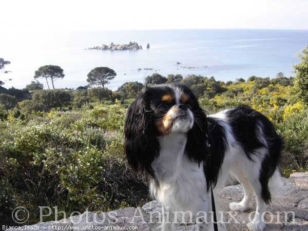 Photo de Cavalier king charles spaniel