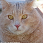 Photo de Chat domestique