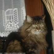 Photo de Maine coon