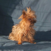 Photo de Yorkshire terrier