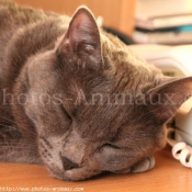 Photo de Chartreux