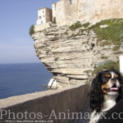 Photo de Cavalier king charles spaniel