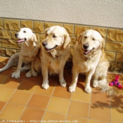 Photo de Golden retriever