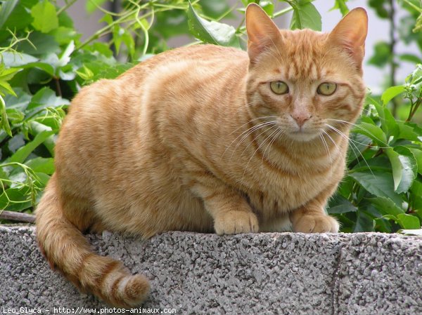 Photo de Chat domestique