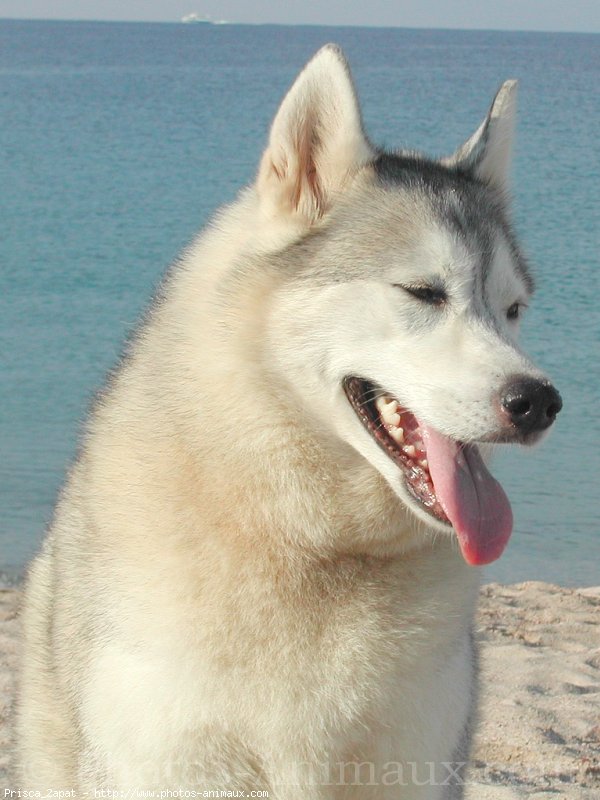 Photo de Husky siberien