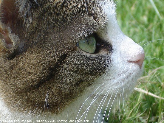 Photo de Chat domestique