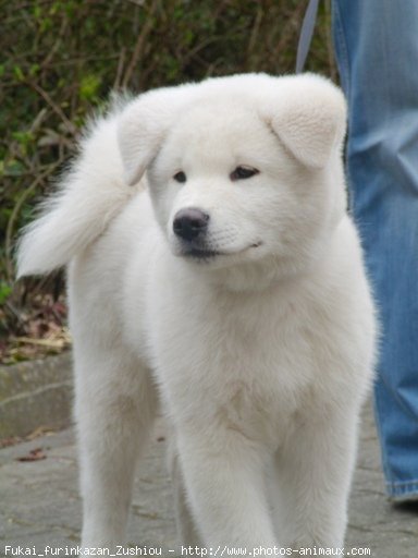 Photo d'Akita inu