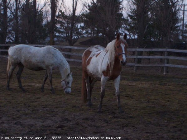 Photo de Races diffrentes