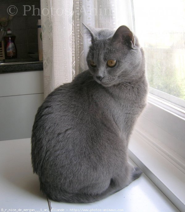 Photo de Chartreux