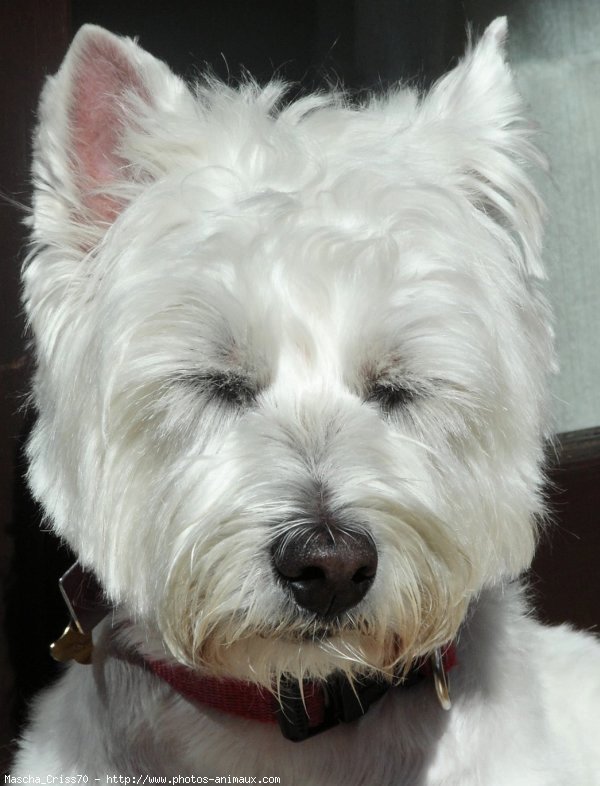 Photo de West highland white terrier