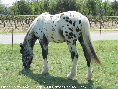 Photo d'Appaloosa