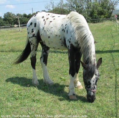 Photo d'Appaloosa