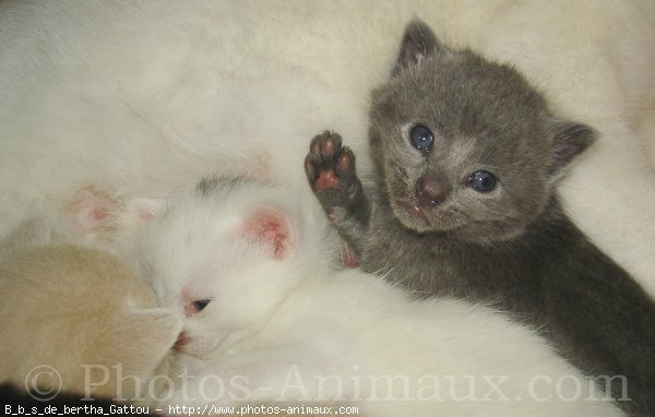 Photo de Chat domestique