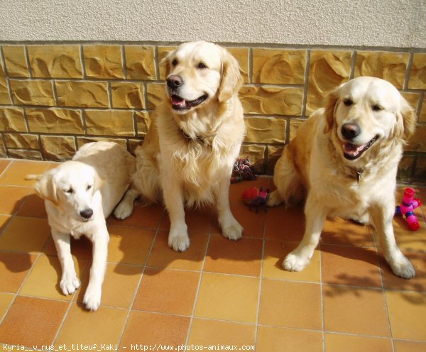 Photo de Golden retriever