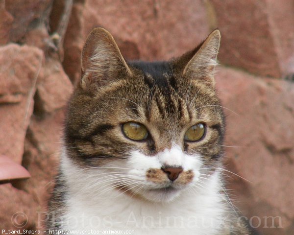 Photo de Chat domestique