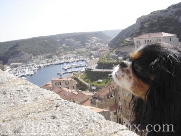 Photo de Cavalier king charles spaniel