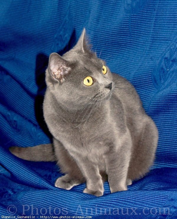 Photo de Chartreux