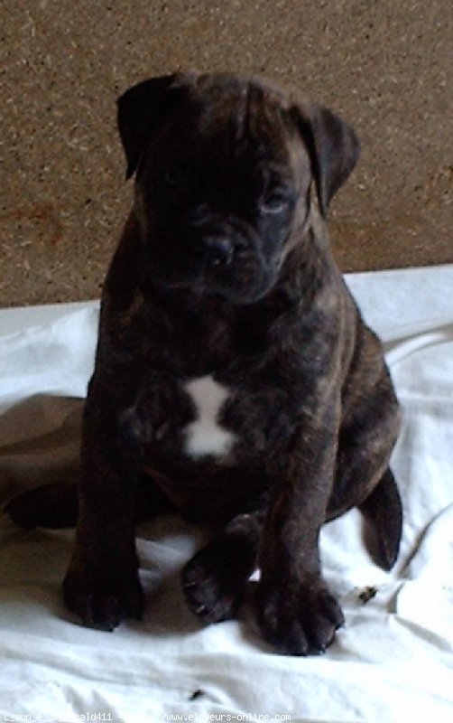 Photo de Bullmastiff