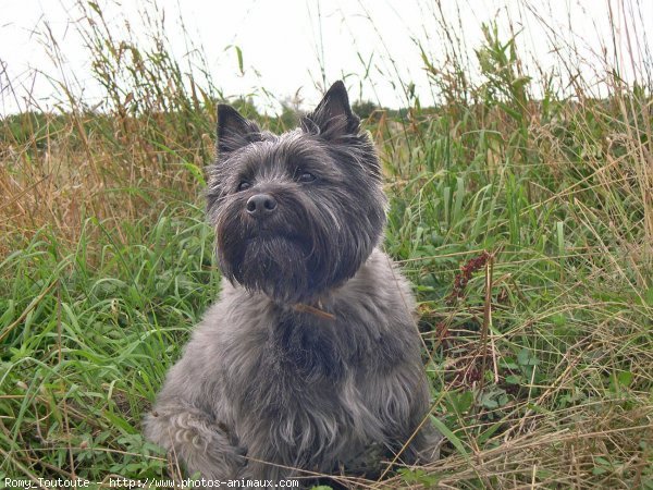 Photo de Cairn terrier