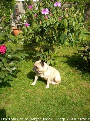 Photo de Bouledogue franais