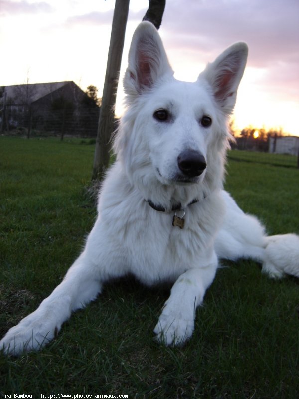 Photo de Berger blanc suisse