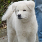 Photo d'Akita inu