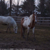 Photo de Races diffrentes