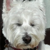 Photo de West highland white terrier