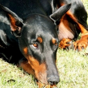 Photo de Dobermann