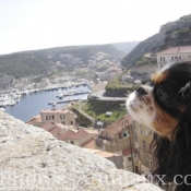 Photo de Cavalier king charles spaniel