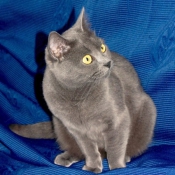 Photo de Chartreux