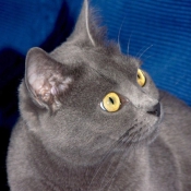 Photo de Chartreux