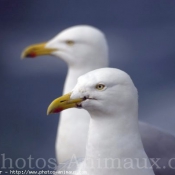 Photo de Mouette