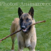 Photo de Berger belge malinois