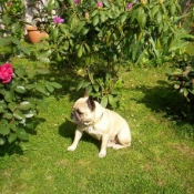 Photo de Bouledogue franais