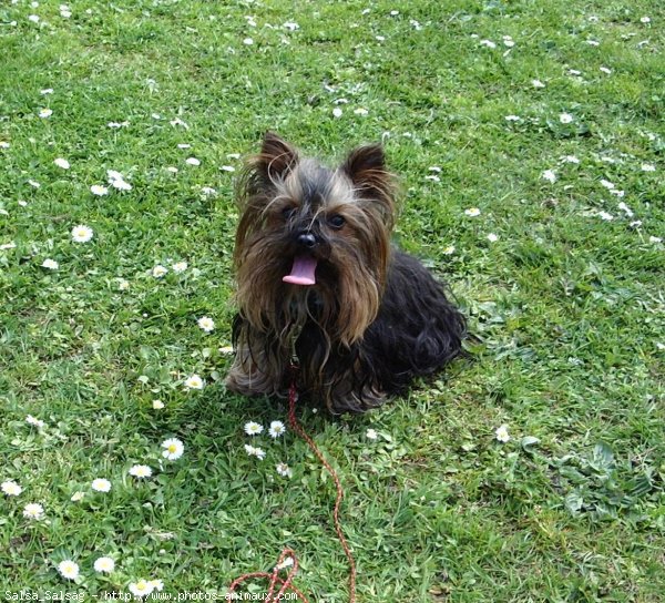 Photo de Yorkshire terrier