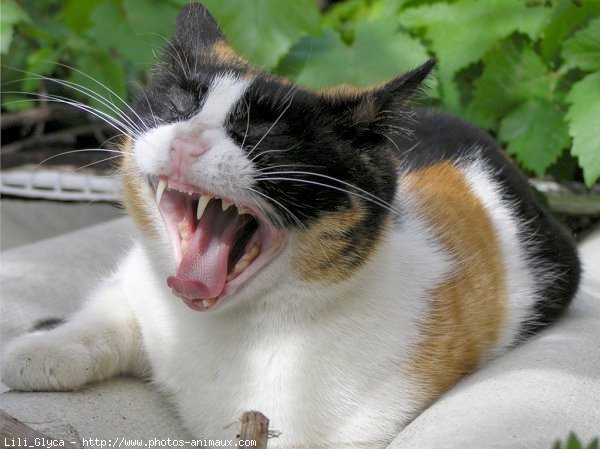 Photo de Chat domestique