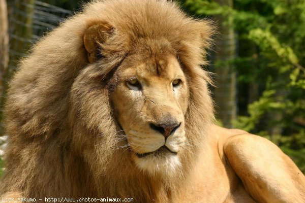 Photo de Lion