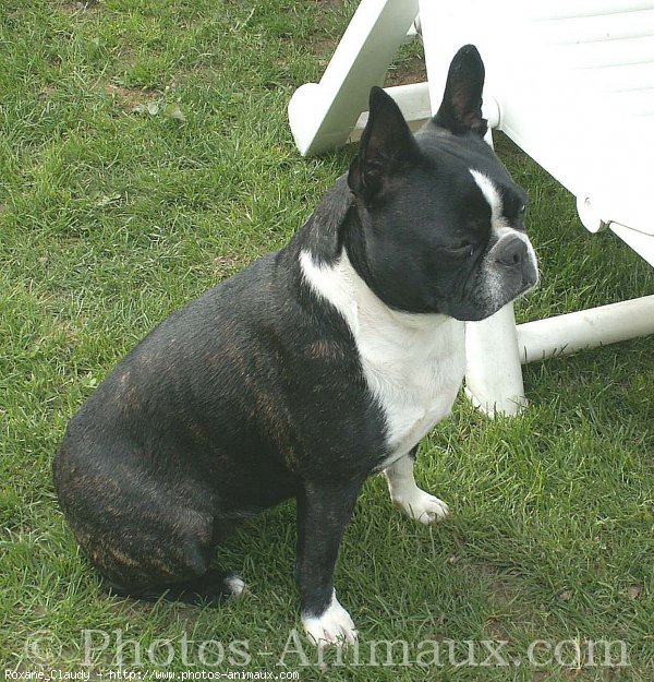 Photo de Boston terrier